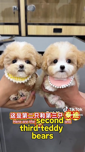 Unique Characteristics of Mixed-Breed Puppies