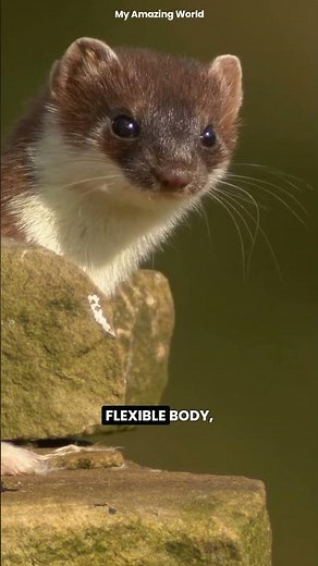 The Cutest Serial Killer of Nature? #Wildlife #AnimalFacts #Stoat