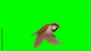 Side View of Flying Sparrow Bird Flapping Wings on Green Screen Background, Generative AI