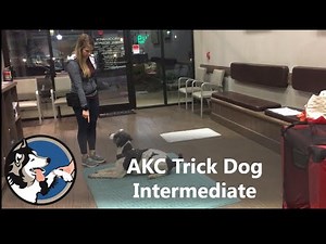 AKC Trick Dog Intermediate Test- Klaus the Standard Poodle