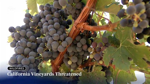 The Pickett Fire in Napa Valley threatens vineyards just weeks from harvest, raising fears of smoke damage that could ruin grapes. Firefighters have so far protected homes and vines, but winemakers worry of lost crops as hot and dry conditions fuel the flames. | CBS Evening News