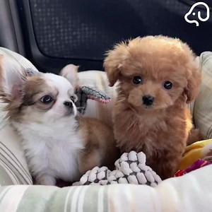 1.9M views · 125K reactions | Cutest Puppies  | Puppies Club | Facebook