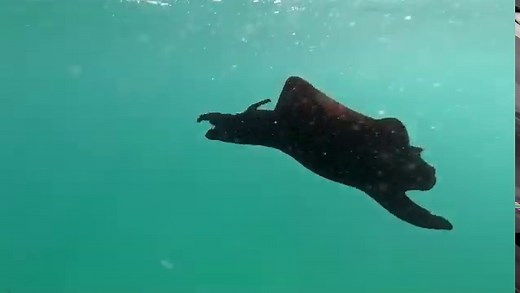 WA South West annual mass stranding of toxic sea hares prompts warning to dog owners