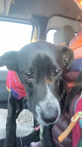 Adopt or foster-to-adopt Venus! 💜 This sweet girl is still stuck in boarding, waiting for her forever home. She is around 11 months old, 40 lbs and is a true love bug. She is very sweet and affectionate and just wanted to snuggle up and be close to you when she got a break from boarding. She is good with other dogs, kennel trained and mostly house trained, and ready for a family of her own. Apply to meet/adopt Venus! https://muttmisfits.org/ Check out her full bio here: https://www.petfinder.co