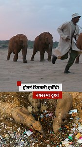 ड्रोननं टिपलेली हत्तींची नयनरम्य दृश्यं.. आज जागतिक हत्ती दिवस आहे. #elephant #animals #elephantconservation #elephantday | BBC News Marathi