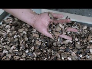 Amazing Cashew Shelling Machine Unveiled | Increase Your Production Efficiency Today!