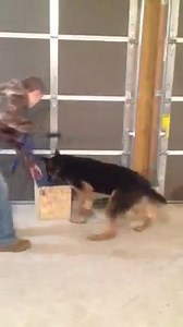 This is K-9 Nitro (and his human, Officer Putnam) at training today. Nitro is looking for explosives during training. This particular search is for dynamite. If he is correct in identifying the scent and sits nice....he gets to play. We love how the training is going so far. We would like to thank the Canton Police Department K-9 Unit for helping us along with the training. We are hoping to see Nitro pass his testing before the end of the year..... Oh....ummm.....nice job to the two-legged offic