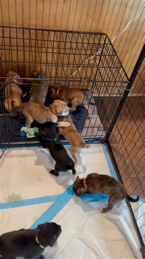 Casa Hall is back in the puppy fostering business. 8 were dropped off at the Finney County Animal Shelter and are currently housed at our rescue facility. Freshly bathed and with color coded flea collars adorning their necks, they are busy decompressing in their new luxurious accommodations….. | Richard Hall