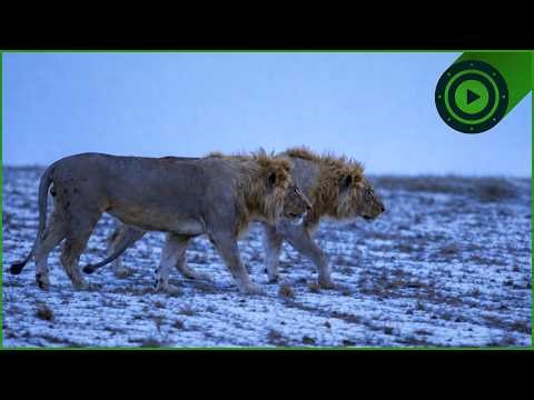 Ice Age Assassins: How Big Cats Conquered the Americas