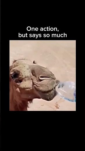 Stay inspired – subscribe for new content! 🔥 #camel #desert #animals