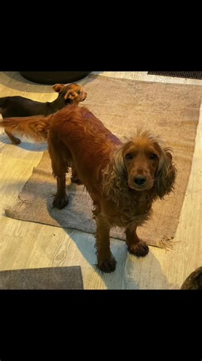 #cockerdor #parents #puppy #babydoggy #doggosdoingthings #puppytiktok