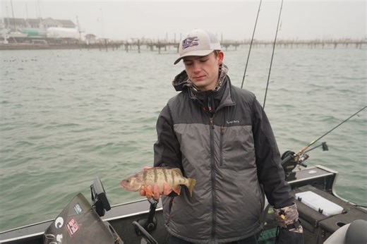 Yellow perch surviving, but at much reduced levels, in the Wisconsin waters of Lake Michigan