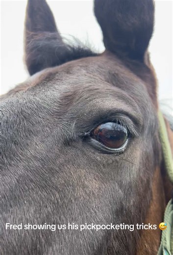 Horse Riding Security Checks Gone Hilariously Wrong
