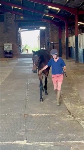 '24 Walzertakt (GER) ex Sparkling River (IRE) - NH 3YO STORE