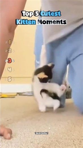 Cutest Kitten Moments! 😻💓