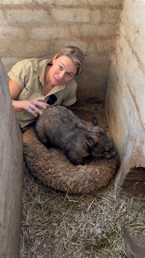 1.6K views · 143 reactions | Let’s learn about the largest WOMBAT...