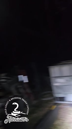 Part 1 of a 3 part vide to catch 2 carpet pythons in beaudesert | Harrison's Gold Coast and Brisbane Snake Catcher