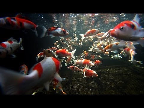 Koi Carp Male and Female Fish Identification 3 of 3