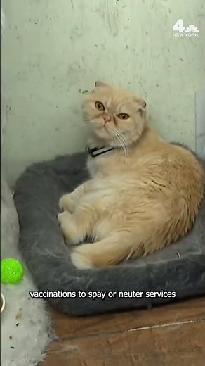 The cat's meow: New NYC bill would protect bodega cats | NBC New York