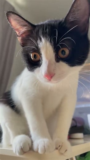 that?! Guoguo's grumpy morning tantrum after waking up early is so cute #hugtto #baifern #dabao