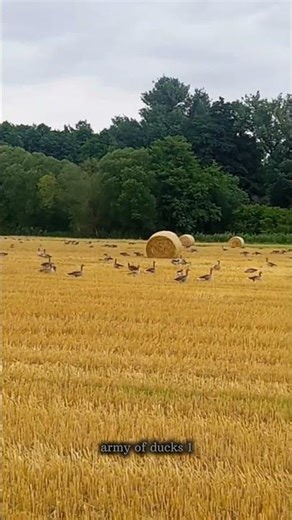 Massive number of ducks (1) #animals #animalshorts #duck #ducks #birds #bird #geese