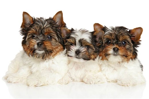 Biewer Terrier (Biewer) Puppies For Sale In Jacksonville, NC