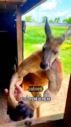 “Muscular Kangaroo Shocks Everyone! 🦘😱”#shorts