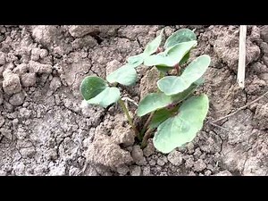 life cycle of cotton | how to grow cotton | how to improve your cotton crop | cotton life