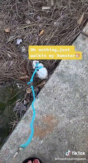 Hamtaro's First Walk Outside: Dwarf Hamster Safety Walk