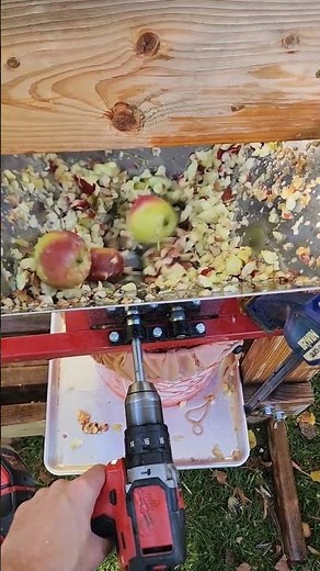Grinding apples for pressing.
