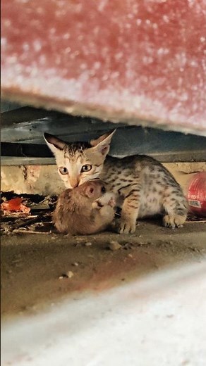 Epic Cat vs Rat Battle – Funny and Crazy Moments! #cat #rat