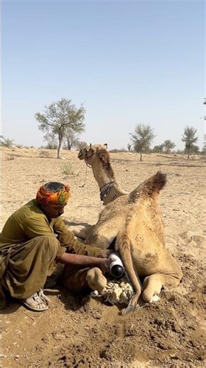 طريقة غريبة لتهدئة جمل مرهق من الحر، المزارع يحرّك شيئًا خلفه