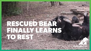 73K views · 2.6K reactions |  Sudler Bear finally finds peace at...