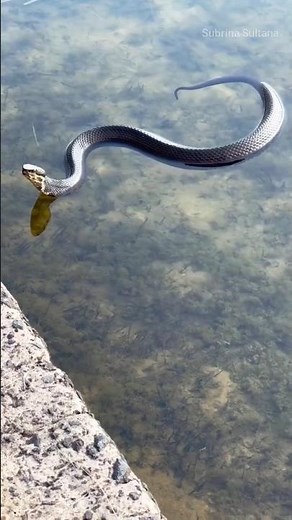 "Water Snake in Its Natural Habitat | Peaceful Aquatic Scene" #wildlifevideo #snakelovers