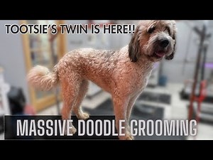 GROOMING A MASSIVE SAINT BERNARD POODLE MIX!!