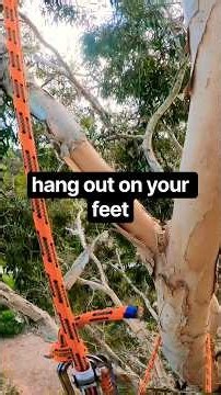 Work Positioning… #arborist #treework #work