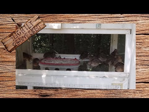 How Long Do Coturnix Quail Live?
