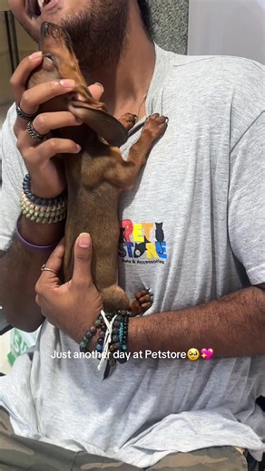 Explore Adorable Pets at Our Pet Store Experience