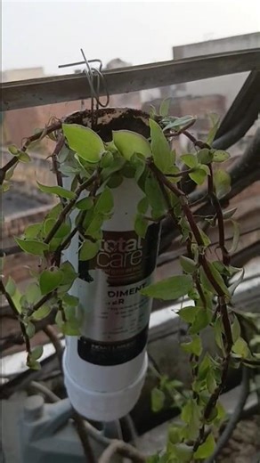 spun candle filter |aqua candle filter #shortsfeed #gardendecor #ytshortsindia