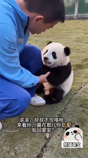 Pick Me Up Human! I’m Too Cute 😭🐼” #panda #funny