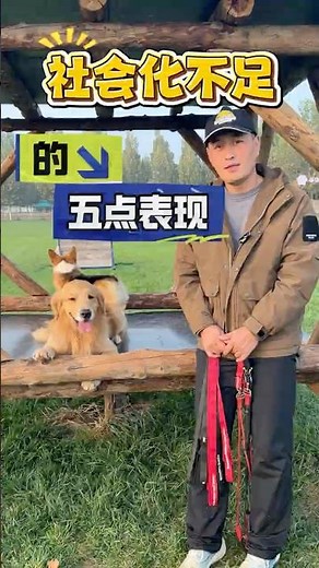 狗狗社会化不足的五种表现，你的狗中了几个？\\Five situations where dogs have poor social skills, which one is your dog?