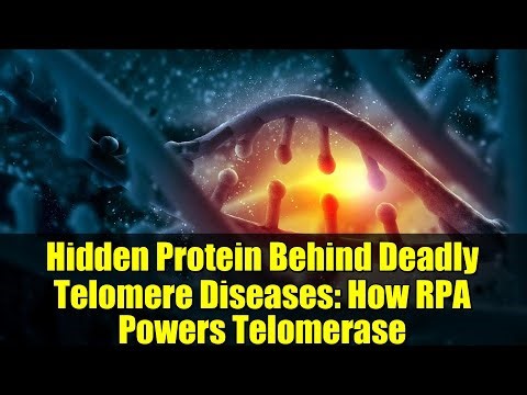 Hidden Protein Behind Deadly Telomere Diseases: How RPA Powers Telomerase
