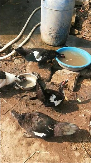 Very aggressive female muscovy duck in my farm #birds #duckfarmer #ducklife #whattheduck #ducks