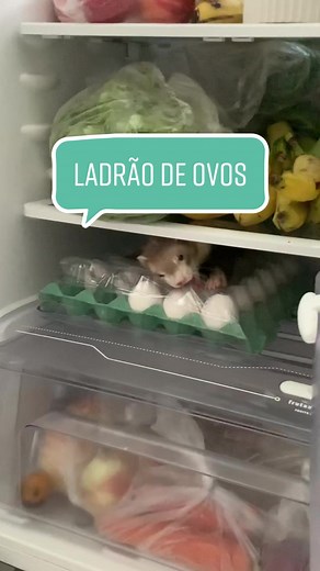 Ferret Vet Care Tips and Fun Facts