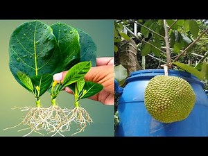 How To Grow Jackfruit Tree From Leaves Full video Step by step