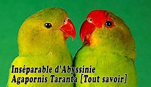 Inséparable d’Abyssinie ou Agapornis Taranta [Tout savoir]