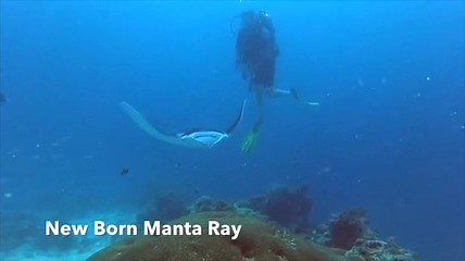 WOW! Our divers in Palau got a treat by witnessing a baby Manta Ray! Did you know that Manta rays are "Ovoviviparous" which means the young hatch from an egg inside the and the mother gives birth to a like well-developed pup. The duration of the Manta Ray pregnancy is 13 months. Baby manta's are exact replicas of the adult form, just smaller. When birthed, manta pups unfurl out of the wrapped-up-burrito shape into a 2-3 feet wingspan. | Aggressor Adventures