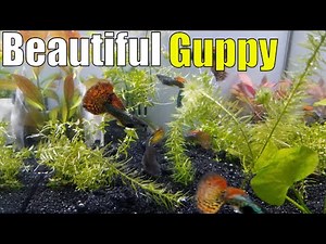 Aquarium Star: The Red Mosaic Dragon Guppy