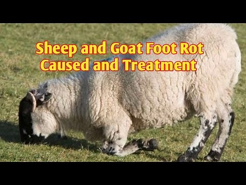 Sheep and Goat Foot Rot Causes and Treatment