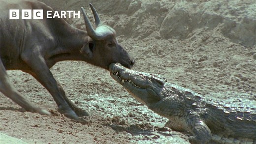 Wild Battles: Nature's Most Intense Animal Confrontations